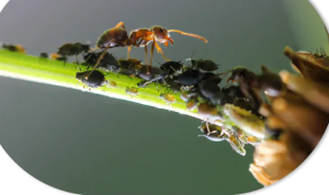 fourmis sur plante