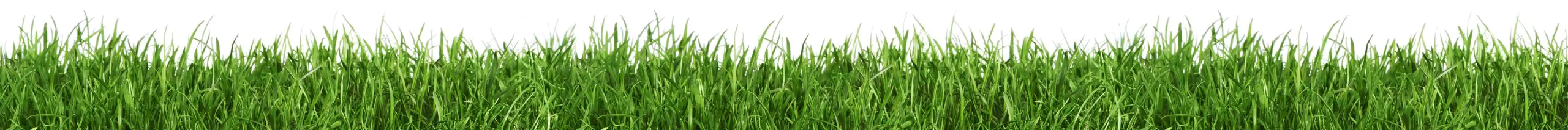 Gras