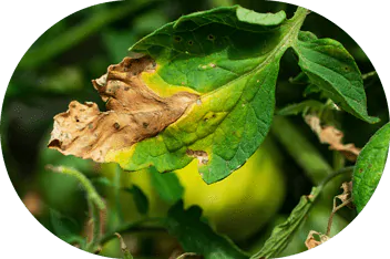 les taches brunes sur les feuilles de vos plantes